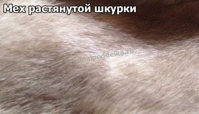 Растянутый мех