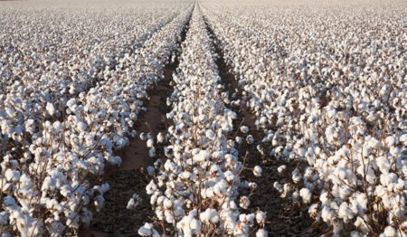 Капитоний изготавливают из хлопка