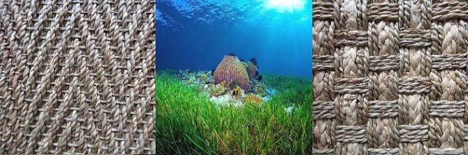 ковры из морских водорослей