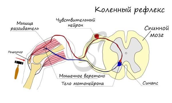 Схема коленного рефлекса