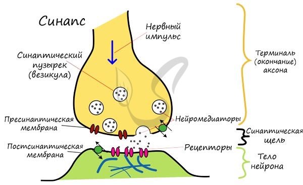 Схема синапса