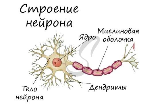 Строение нейрона