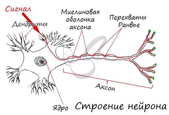 Строение нейрона